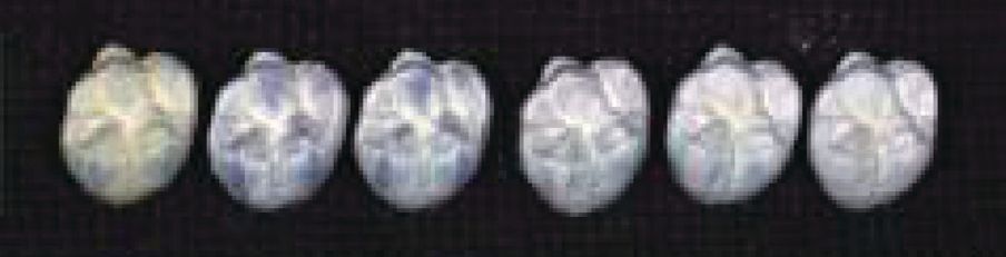 Aqua Coloring posterior sample top right